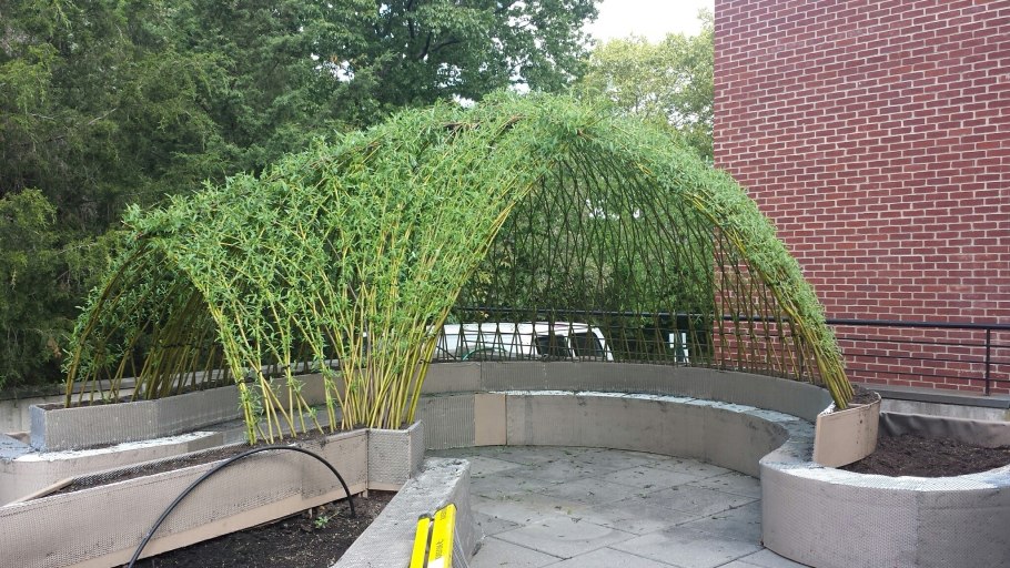 Ива Живая изгородь из плакучего дерева