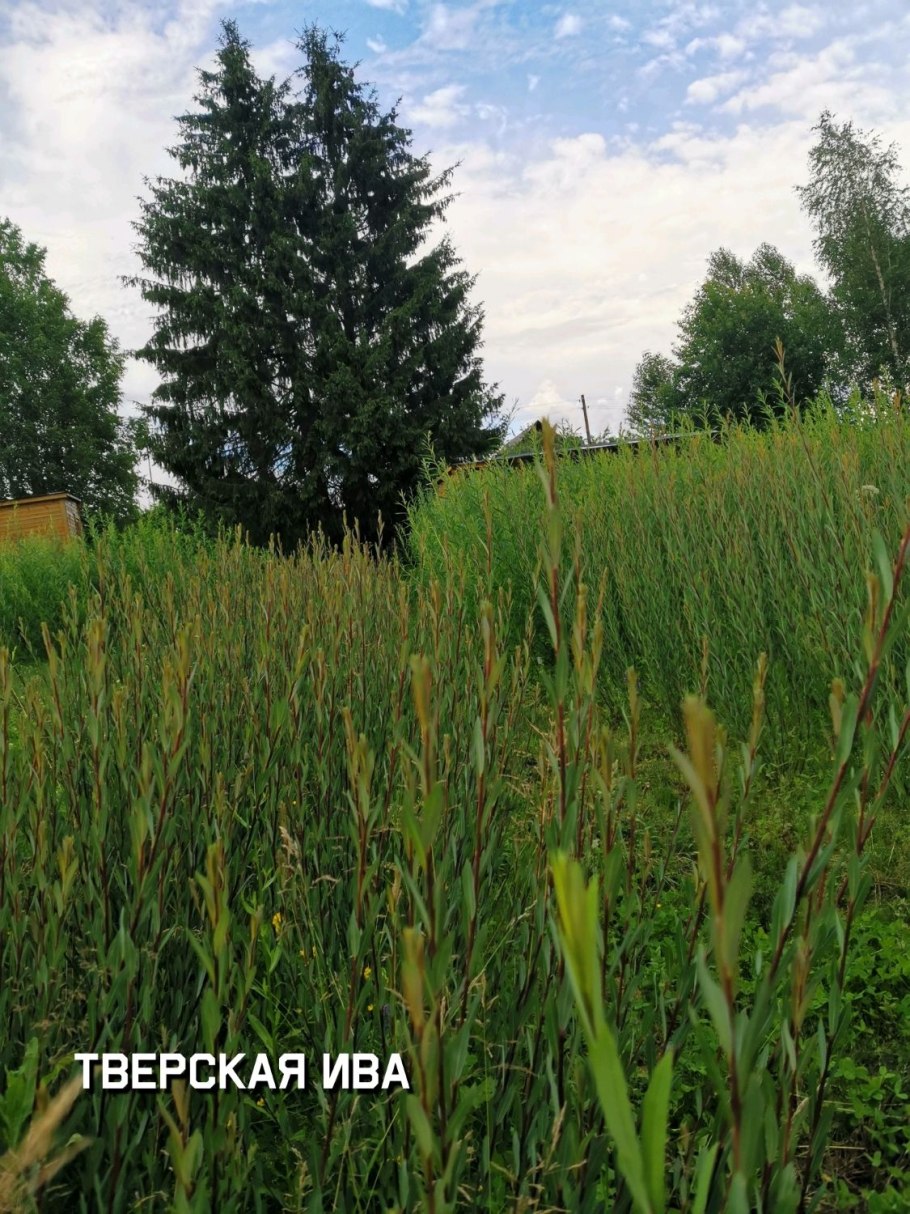 Ива американская гигантская