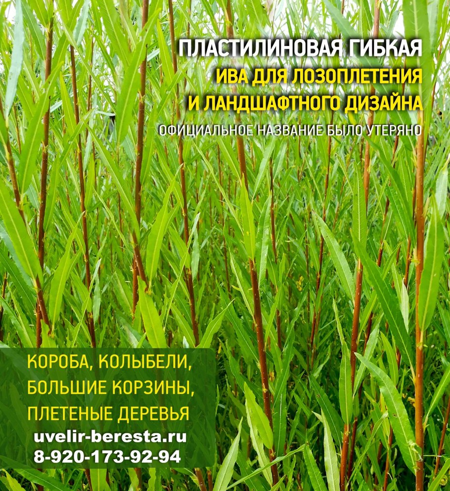 Ива Пластилиновая