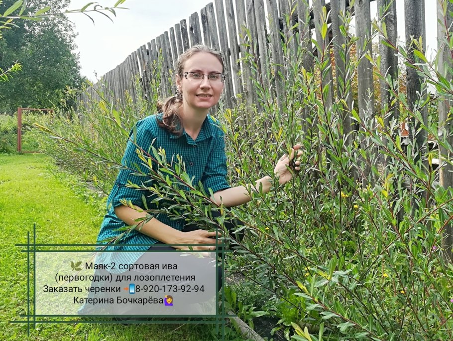 Ива сортовая американка