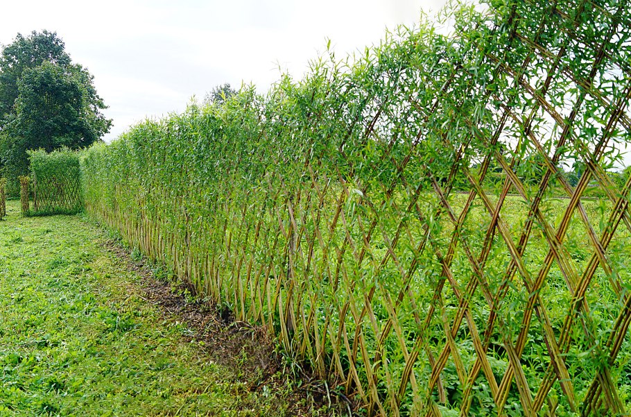 Ива прутовидная Живая изгородь