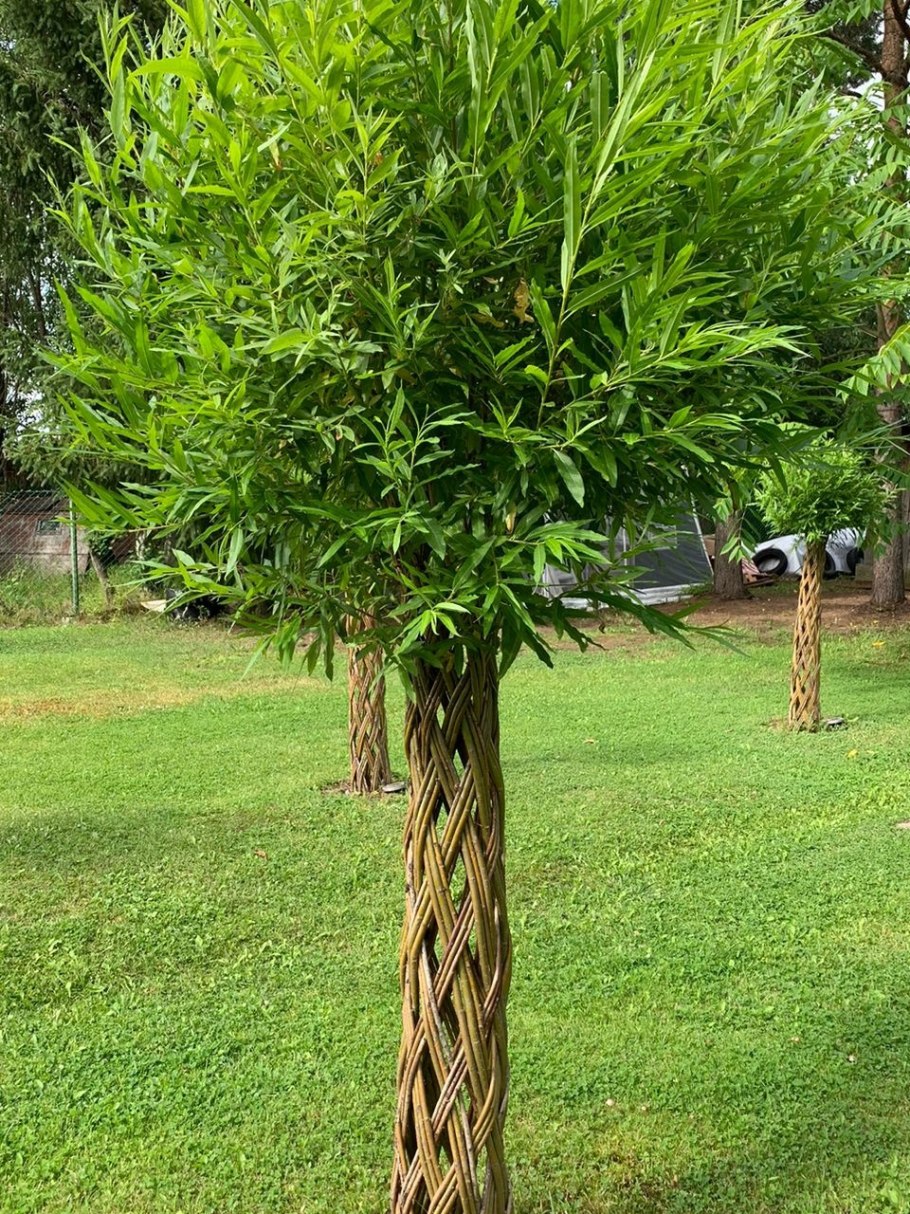 Ива американка плетеная