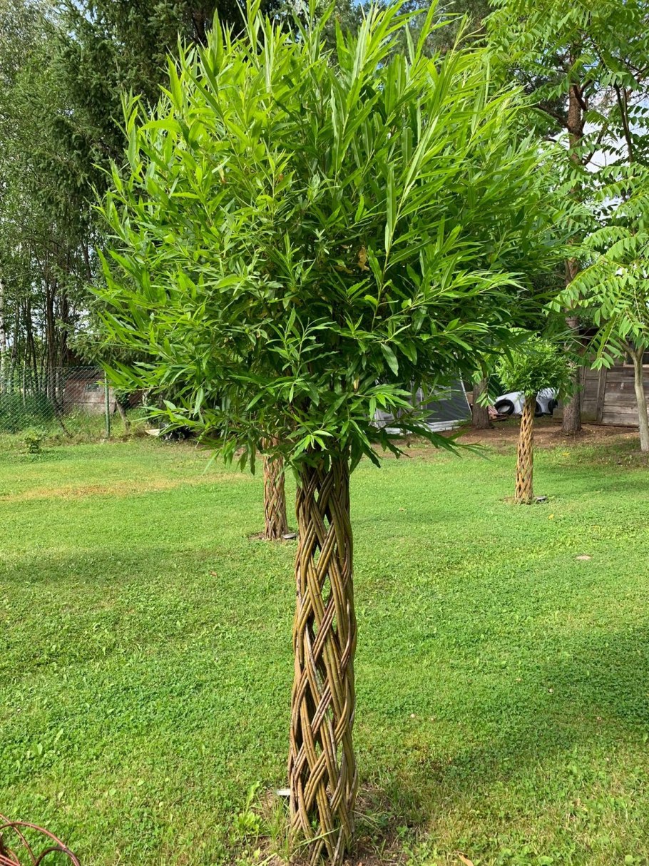 Ива плетеная датские корни