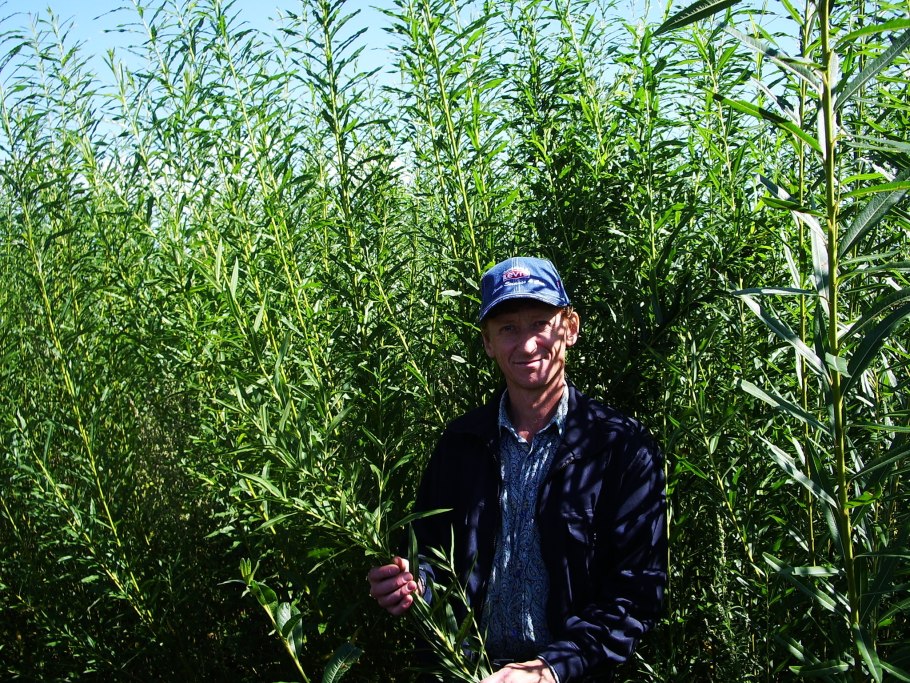 Ива сорт американка