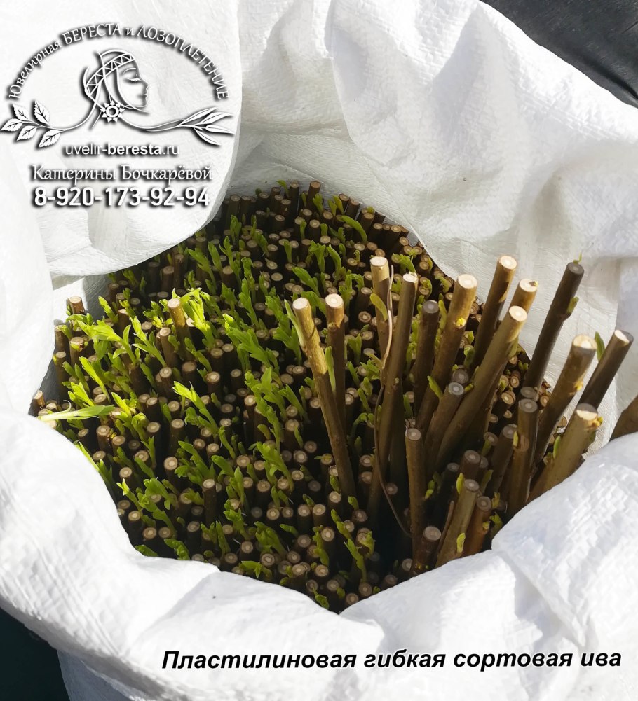 Сортовая Ива американка черенки