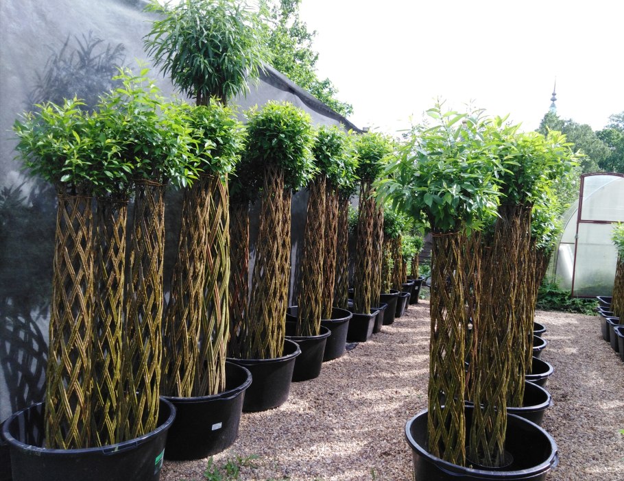 Плетёная Ива Пальма