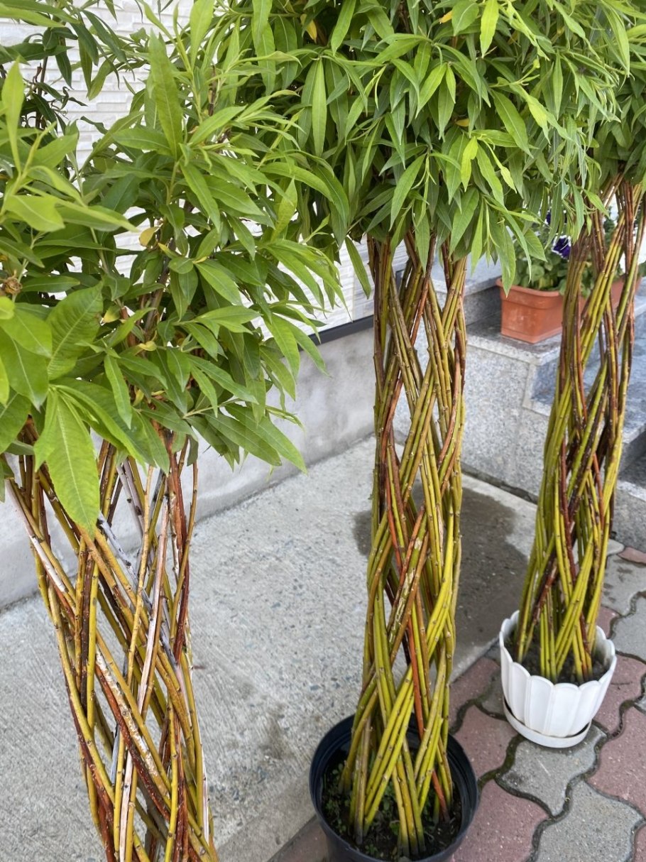 Плакучая Ива Пальма