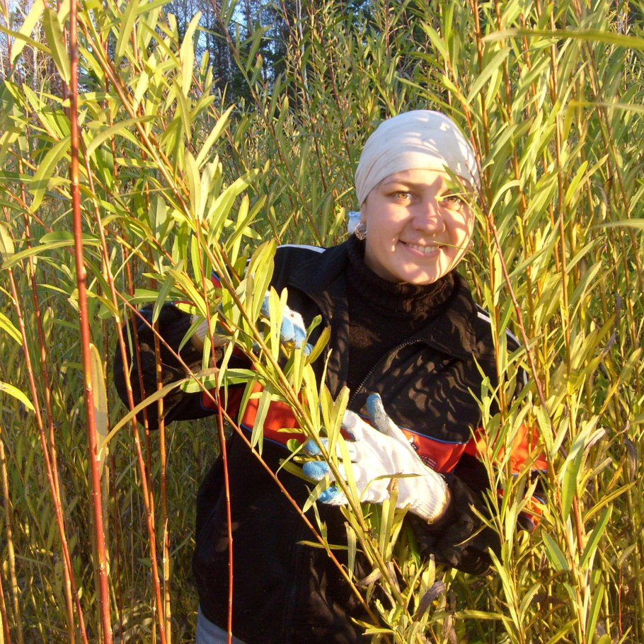 Ива американка гигантская