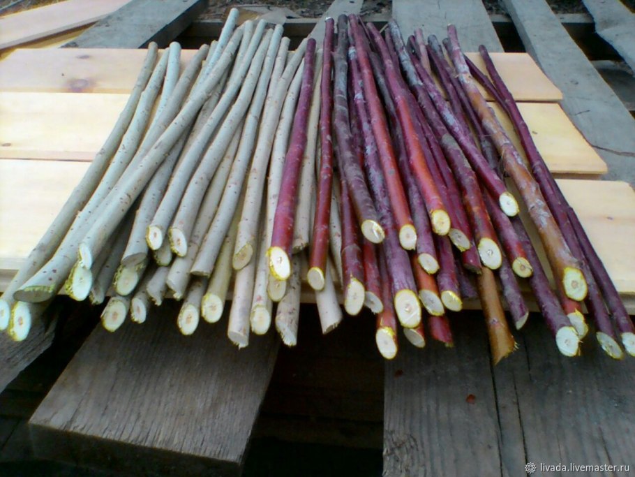 Ивовая лоза