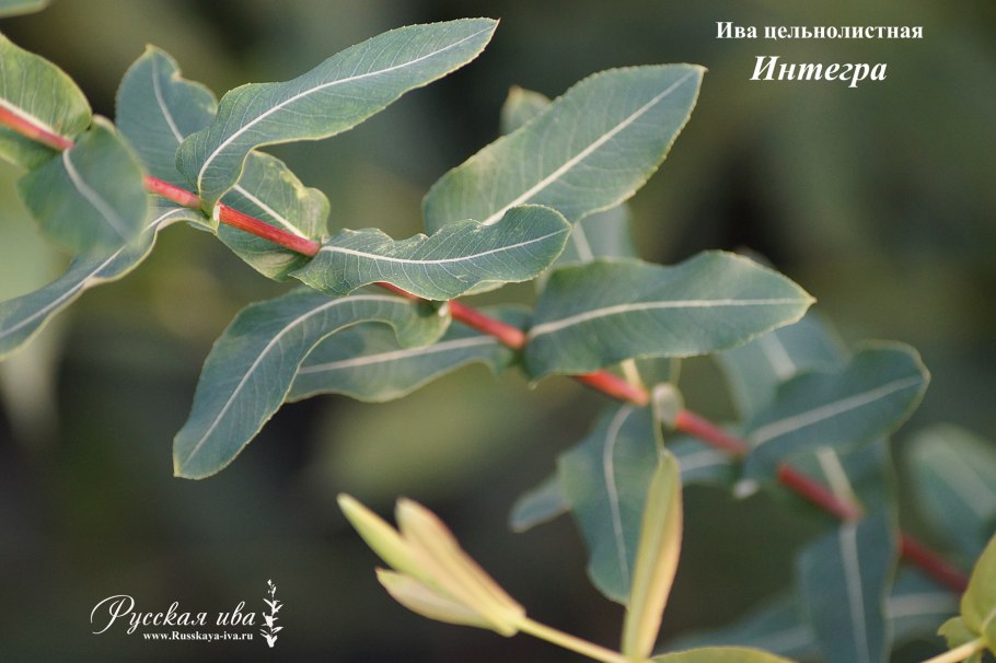 Ива Интегра