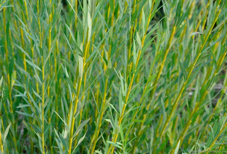 Ива трехтычинковая