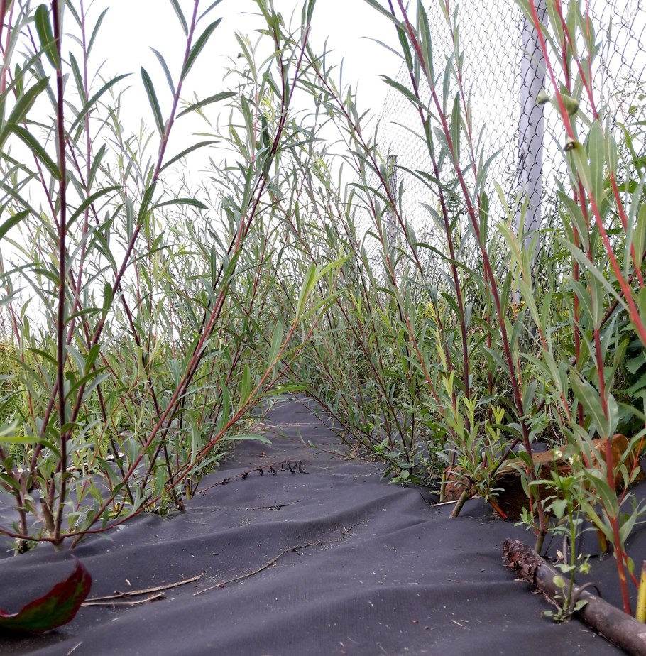 Ива для плетения