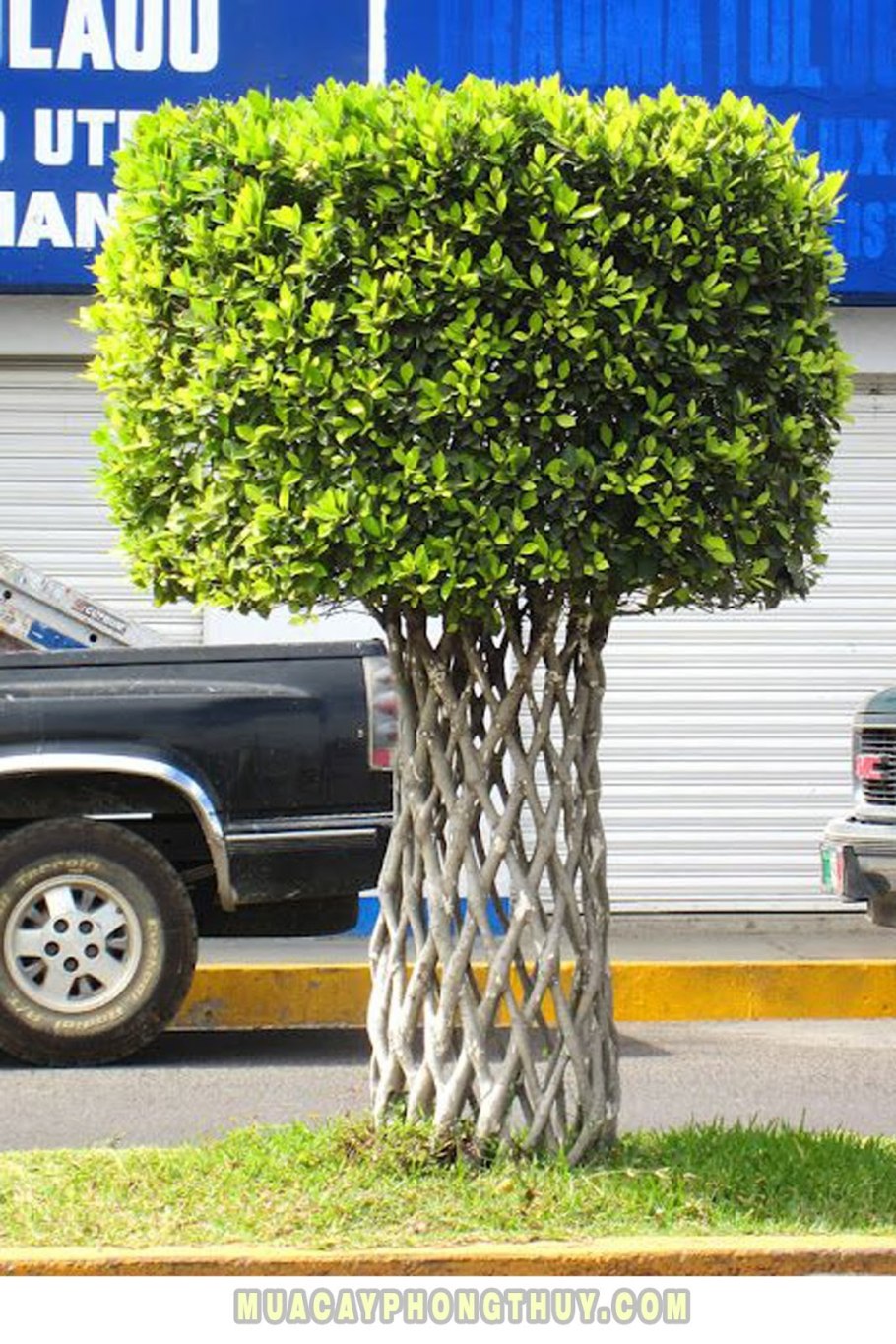 Фикус Бенджамина изгородь