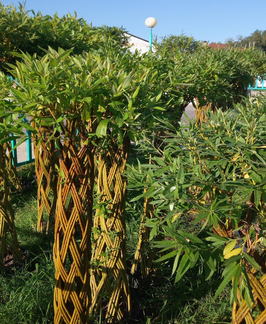 Плетистая Ива,датские корни