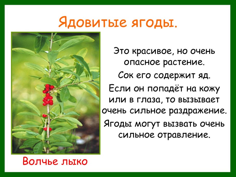 Ядовитые ягоды для дошкольников