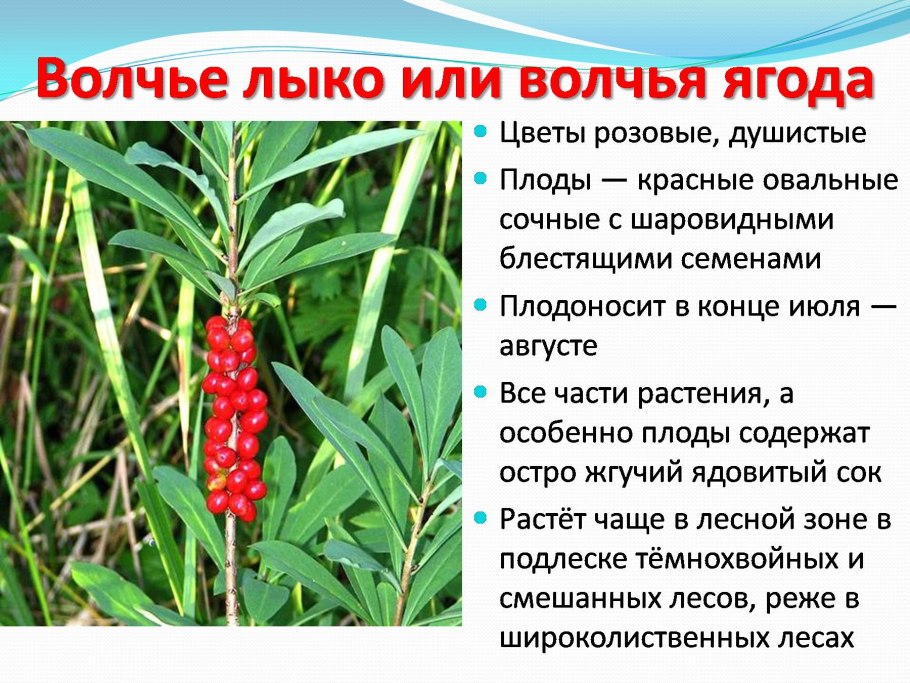 Волчье лыко ядовитое
