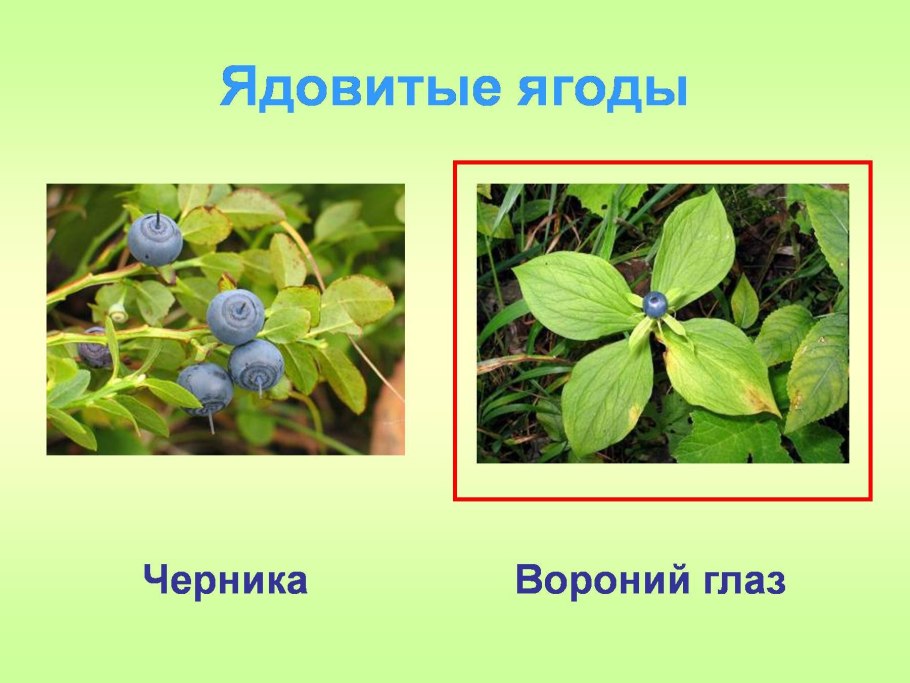 Голубика черника Вороний глаз