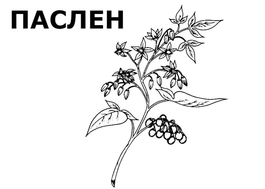 Ядовитые ягоды для раскрашивания
