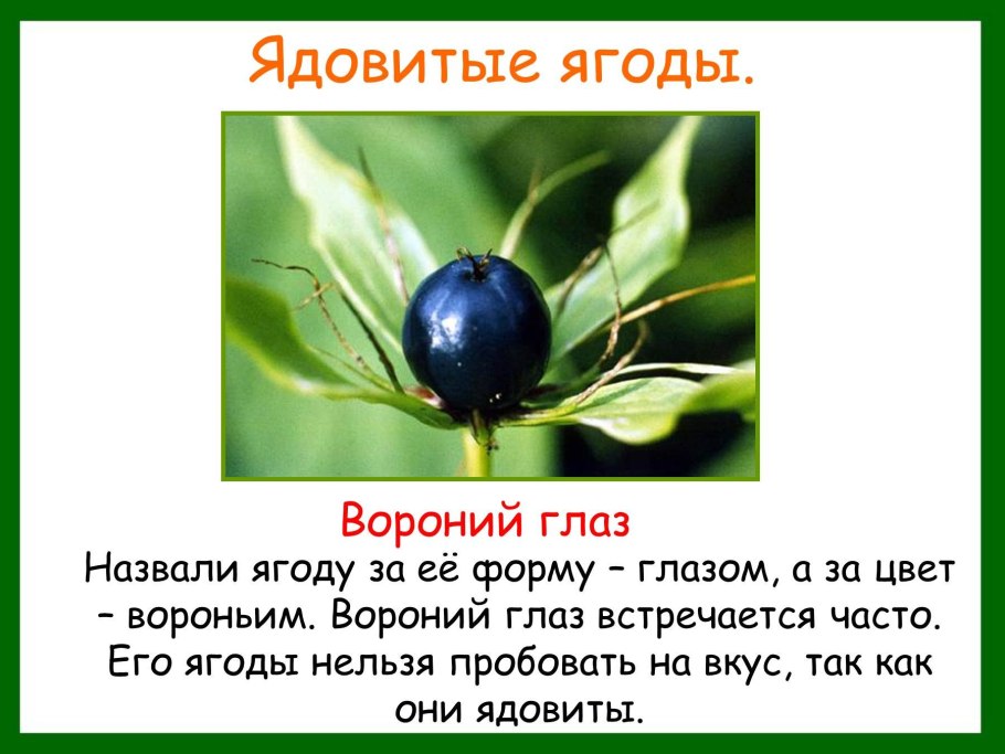 Ядовитые растения и ягоды