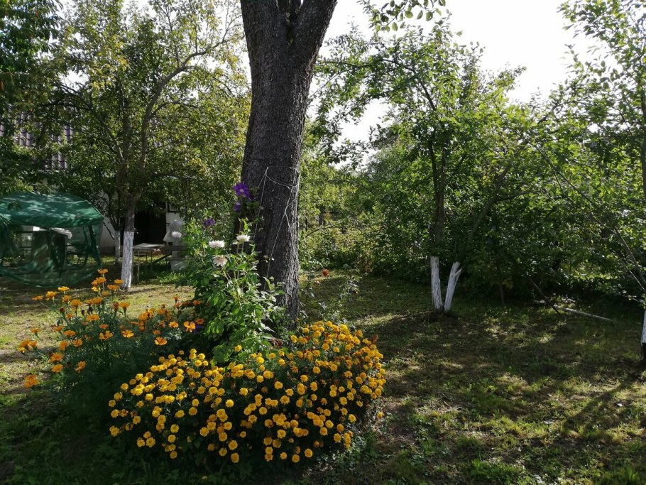 Бархатцы в приствольных кругах плодовых деревьев