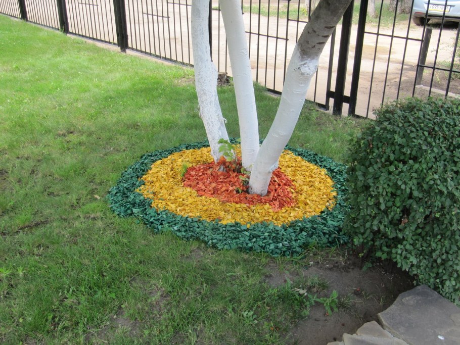 Мульчирование корой приствольный круг
