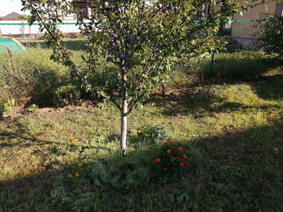 Бархатцы под плодовыми деревьями