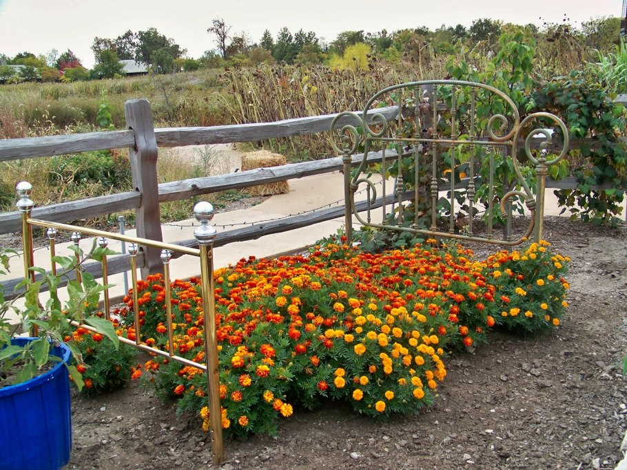 Клумба из анютиных глазок и бархатцев