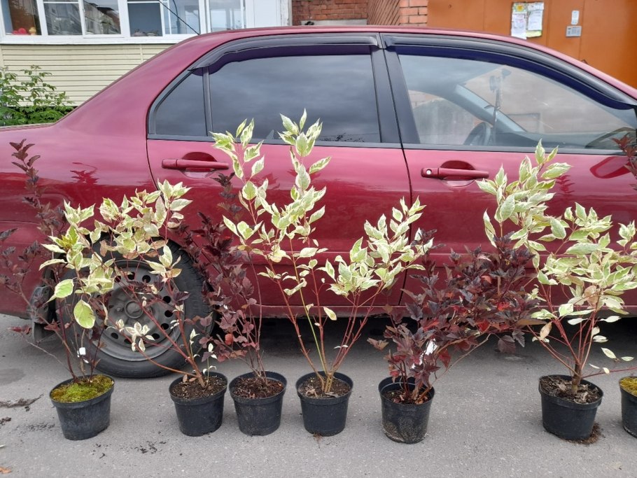 Дерен в горшке на улице