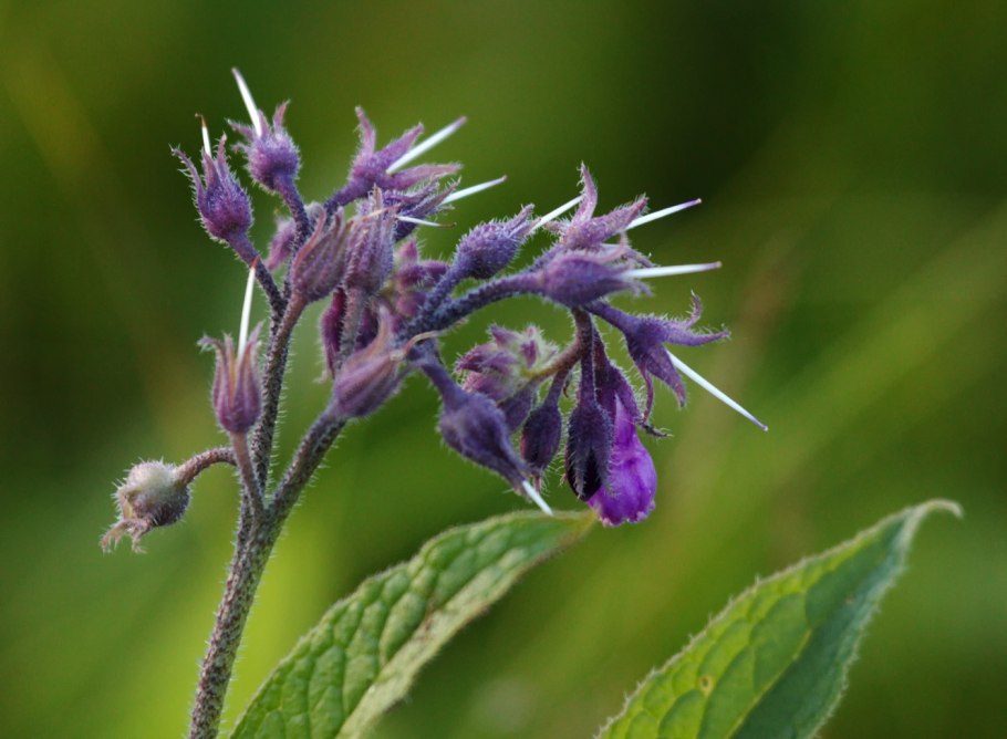 Окопник (Symphytum)