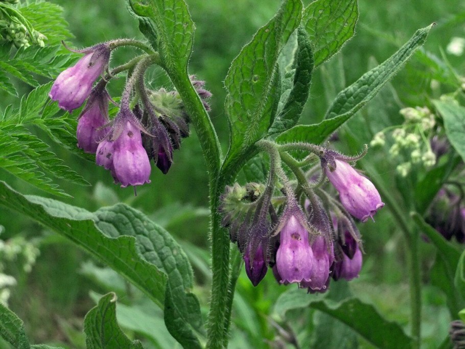 Symphytum officinale окопник