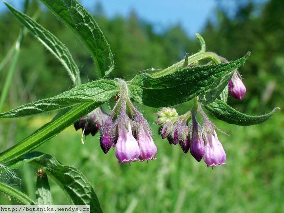 Symphytum officinale окопник