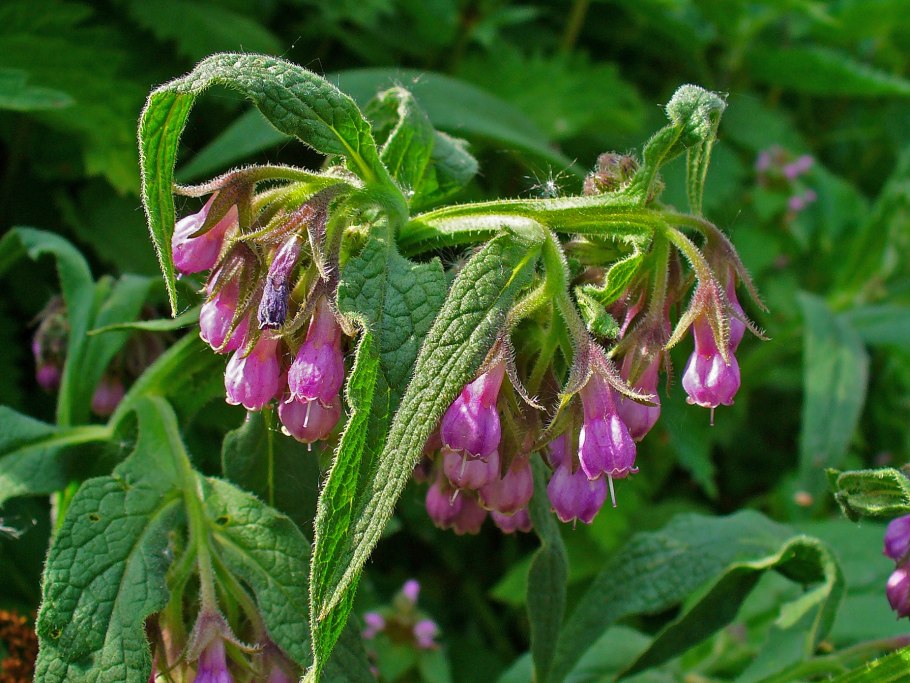 Окопник (Symphytum)