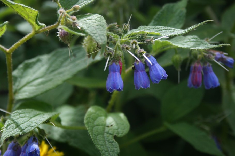Окопник крупноцветковый (Symphytum grandiflorum `Hidcote Blue`)