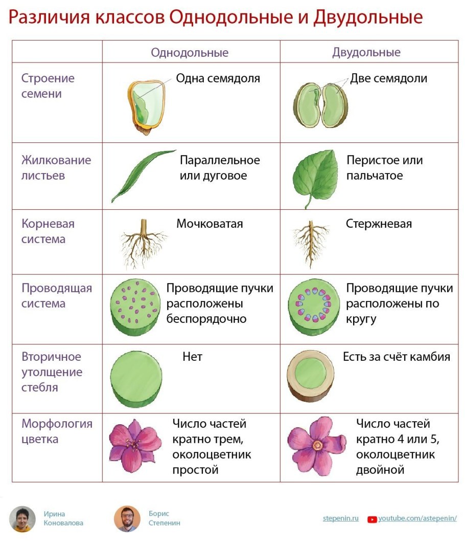 Семена однодольных растений примеры. Семейства класса двудольные и Однодольные. Семейства однодольных растений и двудольных растений. Покрытосеменные растения класс двудольные. Однодольные и двудольные растения таблица.
