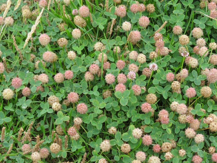 Клевер Земляничный. Клевер Клевер Земляничный. Trifolium fragiferum. Клевер Земляничный стебель.