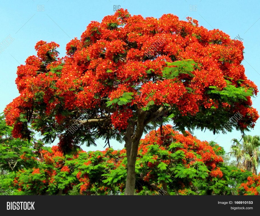 Огненное дерево делоникс королевский