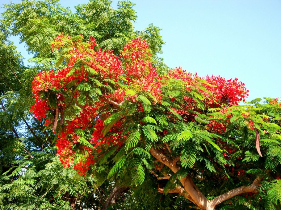 Южная акация