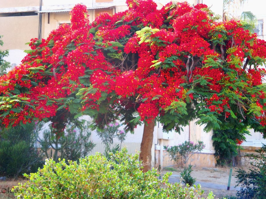 Альбиция ленкоранская акация