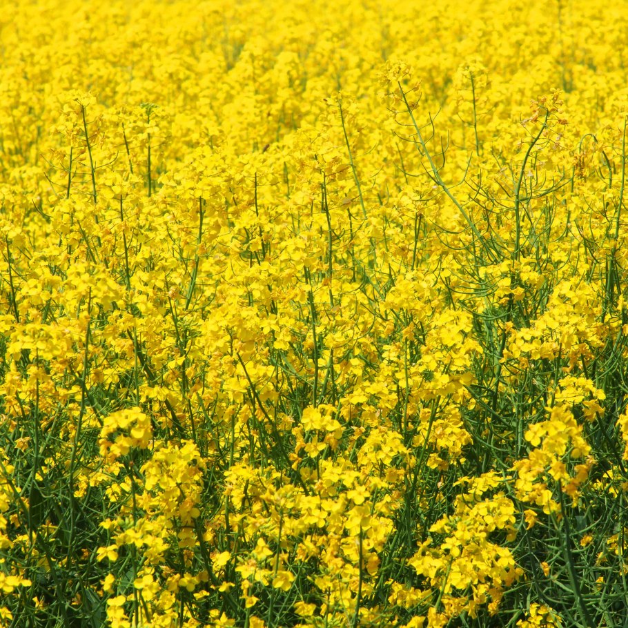 Sandier Mustard горчица