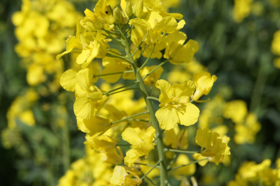 Brassica napus l.