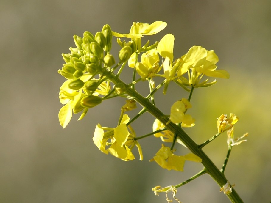 Brassica juncea растение