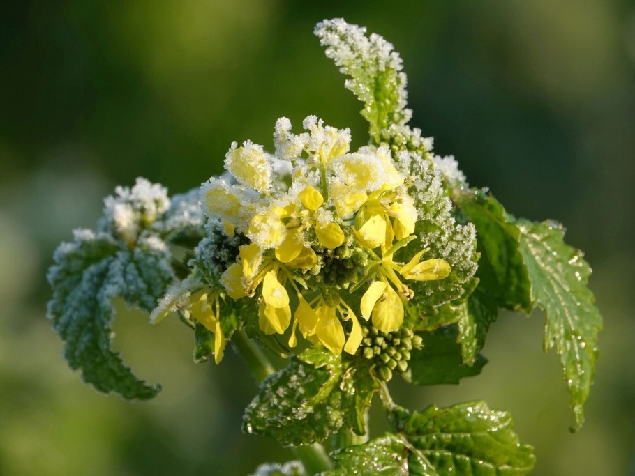 Mustard leave