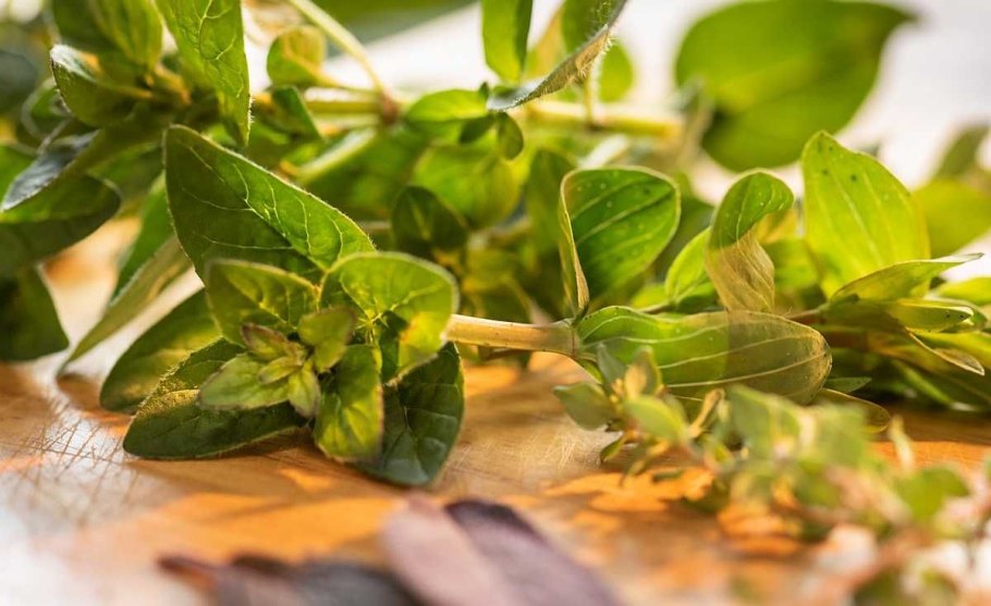 Herbs фото Лопен