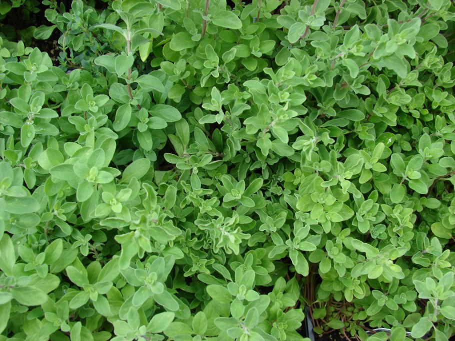 Origanum Majorana (майоран)
