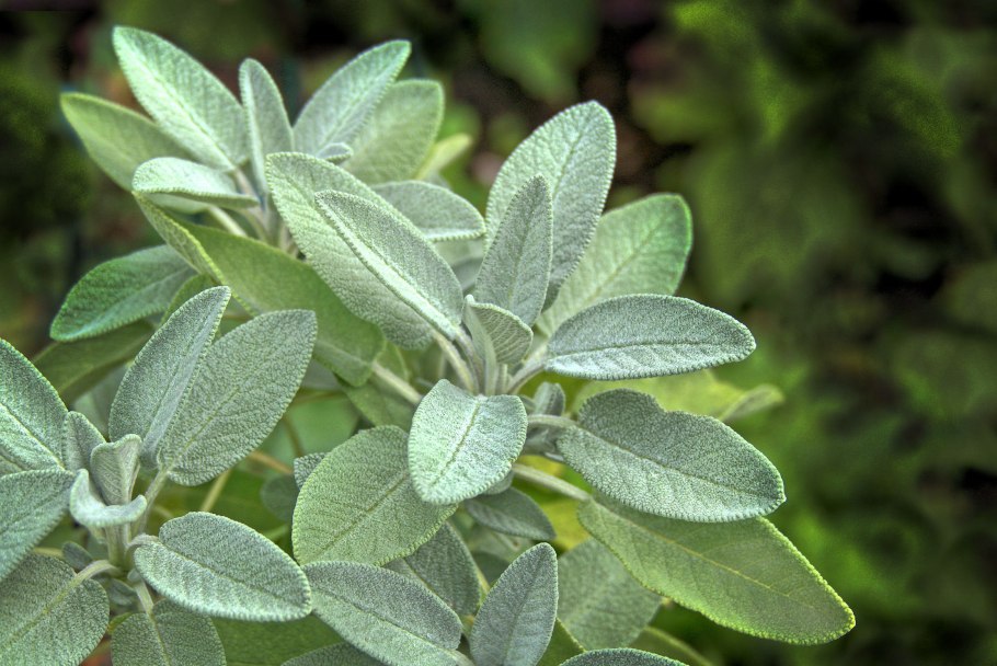 Шалфея листья Salvia
