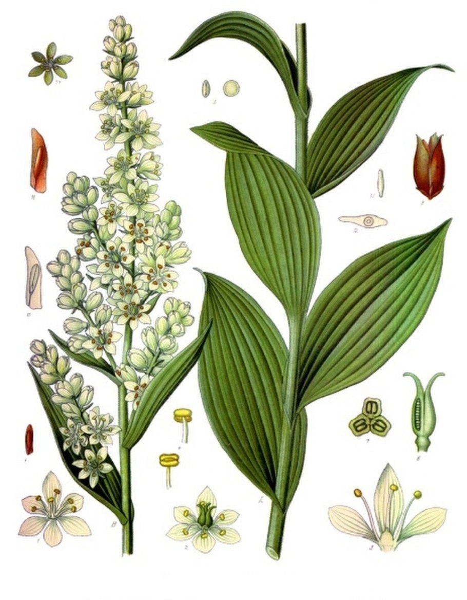 Чемерица Лобеля Veratrum lobelianum