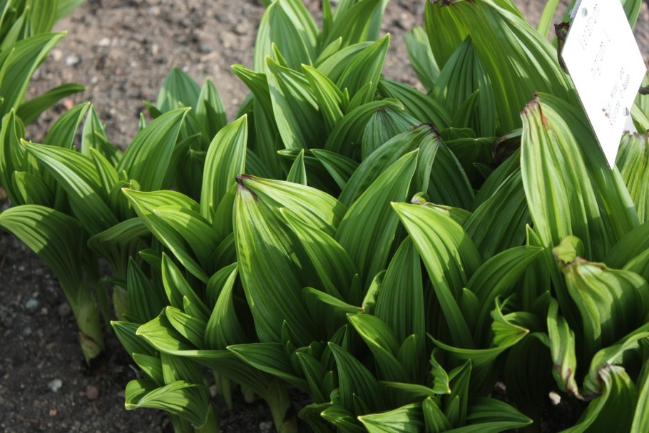 Veratrum nigrum
