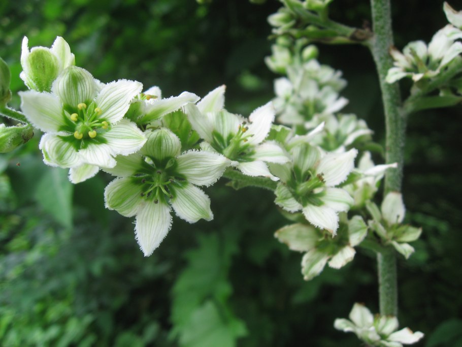 Чемерица (Veratrum)