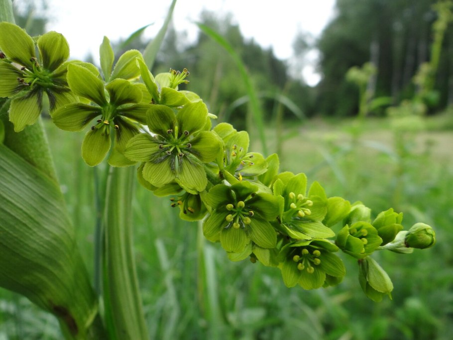 Чемерица Лобеля Veratrum lobelianum