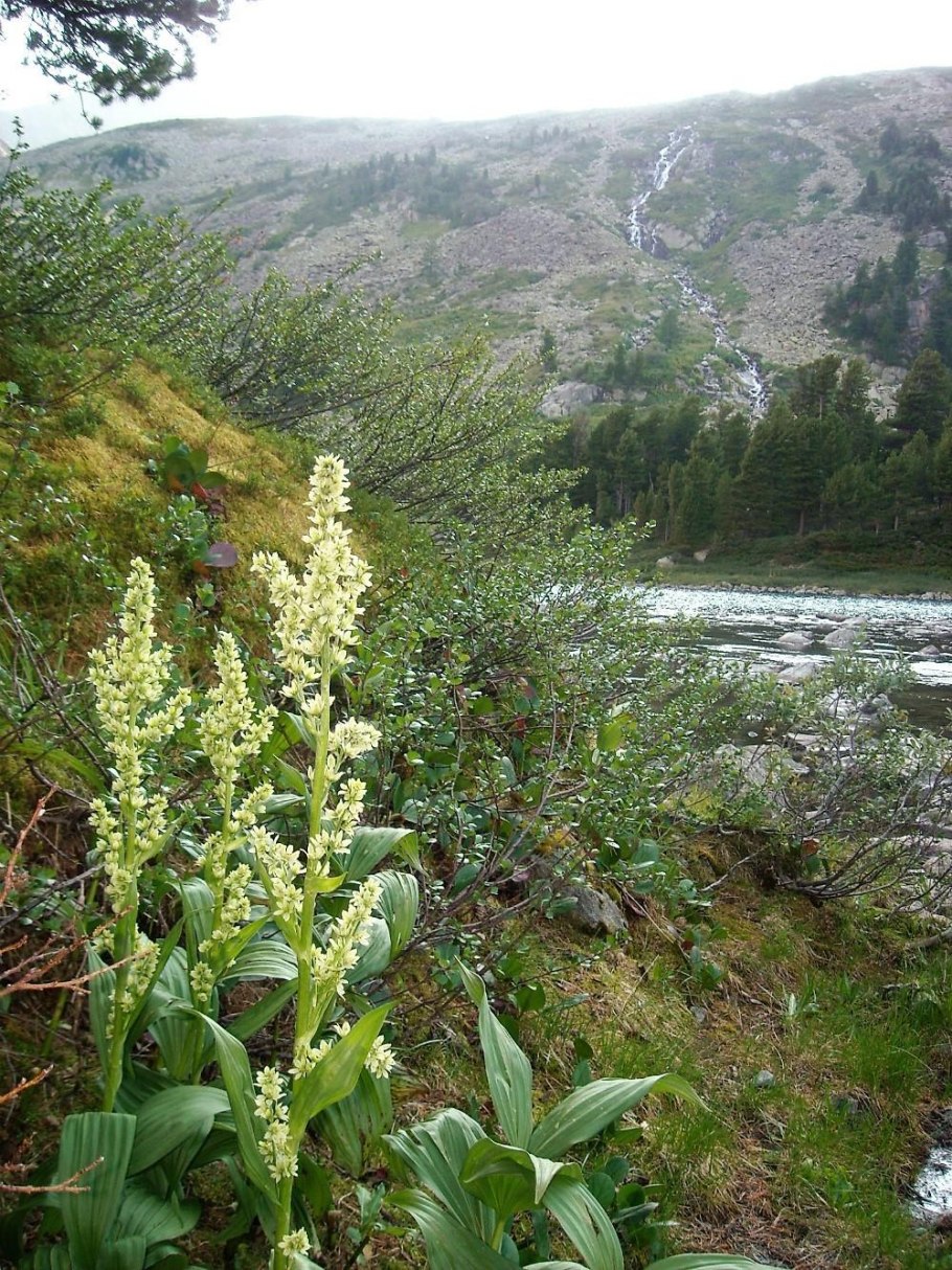 Кукольник чемерица Лобеля